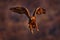 Eagle sunset. Eastern Rhodopes rock with eagle. Flying bird of prey golden eagle with large wingspan, photo with snowflakes during