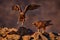 Eagle sunset. Eastern Rhodopes rock with eagle. Flying bird of prey golden eagle with large wingspan, photo with snowflakes during