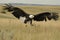 eagle swooping down towards the grasslands with claws outstretched