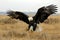 eagle swooping down towards the grasslands with claws outstretched