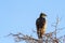Eagle On Tree