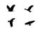 Eagle Various Flying Formation poses black clean plain Illustration
