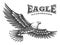Eagle vector illustration, emblem on white background