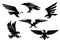 Eagle vector isolated icons, heraldic bird emblems