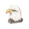 Eagle watercolor bird vector