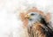 Eagle watercolor painting, symbol predator. Bird illustration