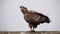 Eagle on white background looking