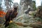 Eagle, wide ange, stone rock habitat. Golden Eagle, Aquila chrysaetos, in the rock stone mountains. Autumn orange leave scene with