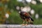 Eagle in Wildpark Neuhaus