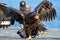 Eagle with wings spread. Adult Steller`s sea eagle. Close up portrait.