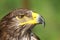 Eagle with yellow beak and hooked the watchful eye