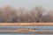 Eagles captured at Platte river in Nebraska against the leafless trees
