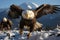 Eagles close up Aerial prowess showcased in both flight and landing