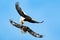 Eagles fight on the blue sky. Wildlife action behavior scene from nature. Beautiful Steller`s sea eagles, Haliaeetus pelagicus,