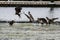 Eagles Fishing on tide flat in Neah Bay, WA