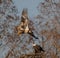 Eagles in flight above a nest made from natural materials