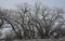 Eagles in Frosty Trees Klamath