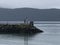 Eagles looking over entrance to harbor