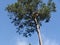 Eagles nest in Pine tree in Virginia USA