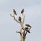 Eagles sitting on a dead tree