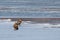 Eagles sitting on sea ice floe. White-tailed eagle Haliaeetus albicilla hunting in natural habitat. Birds of prey in winter col