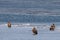 Eagles sitting on sea ice floe. White-tailed eagles Haliaeetus albicilla hunting in natural habitat. Birds of prey in winter co