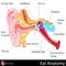 Ear Anatomy