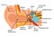 Ear anatomy diagram,vector