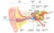 Ear anatomy. Illustration showing the way of a sound wave to the brain