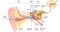 Ear anatomy. Illustration showing the way of a sound wave to the brain