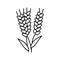 ear barley harvest line icon vector illustration