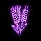 ear barley harvest neon glow icon illustration