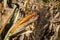 Ear of corn on the background of autumn corn stalks