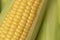 The ear of corn close-up photo of delicious and healthy food