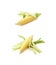 Ear of corn corncob isolated