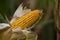 ear of corn in a cornfield in autumn