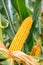 Ear of corn in cultivated cornfield