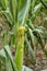 Ear of corn grows on plant. Corn Ñ€lantation, farmer grows corn