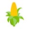 Ear of corn logo. Color illustration on farming, growing of plants