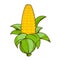 Ear of corn logo. Color illustration on farming, growing of plants