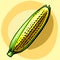 Ear of corn. Vector illustration. Yellow, bright, appetizing ripe corn fruit. With leaves.