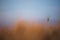 An ear of corn in a wheat field during a sunny day. Natural sunset light images