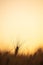 An ear of corn in a wheat field during a sunny day. Natural sunset light images