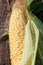 Ear of corn or Zea