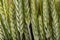 Ear of grain on a white table. Immature seeds and ears of grain before harvest