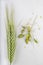 Ear of grain on a white table. Immature seeds and ears of grain before harvest