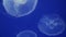 Ear jellyfish swim in the water. Jellyfish floating underwater. Close up of Jellyfishes in the ocean. Aurelia aurita in aquarium a