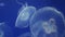 Ear jellyfish swim in the water. Jellyfish floating underwater. Close up of Jellyfishes in the ocean. Aurelia aurita in aquarium a