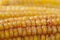 Ear of maize close up