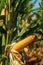 Ear of maize with ripe kernels in cultivated field